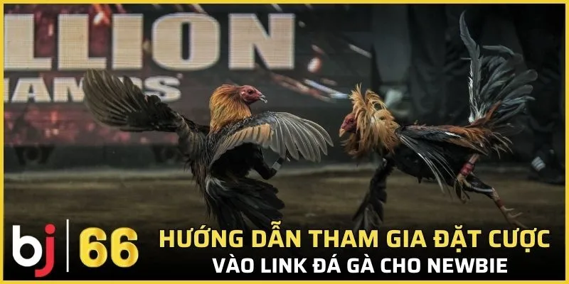 Hướng dẫn tham gia đặt cược vào link đá gà cho newbie 