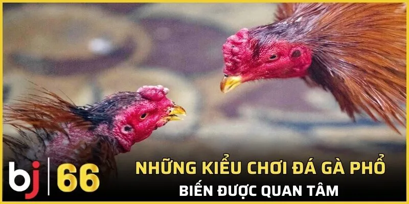 Những kiểu chơi đá gà phổ biến được quan tâm 