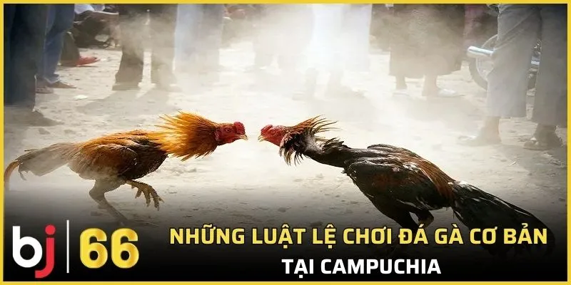 Những luật lệ chơi đá gà cơ bản tại Campuchia