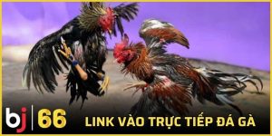 link vào trực tiếp đá gà