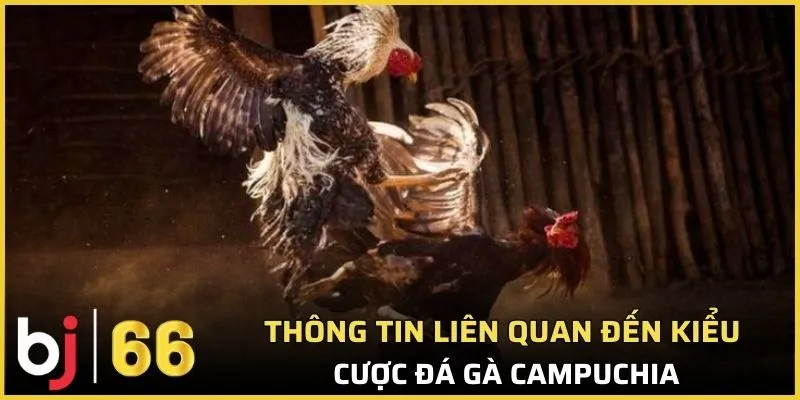Thông tin liên quan đến kiểu cược đá gà Campuchia