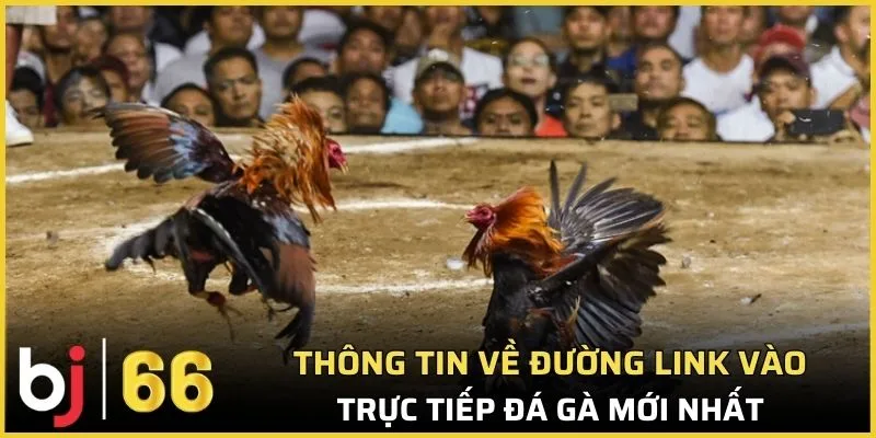 Thông tin về đường link vào trực tiếp đá gà mới nhất